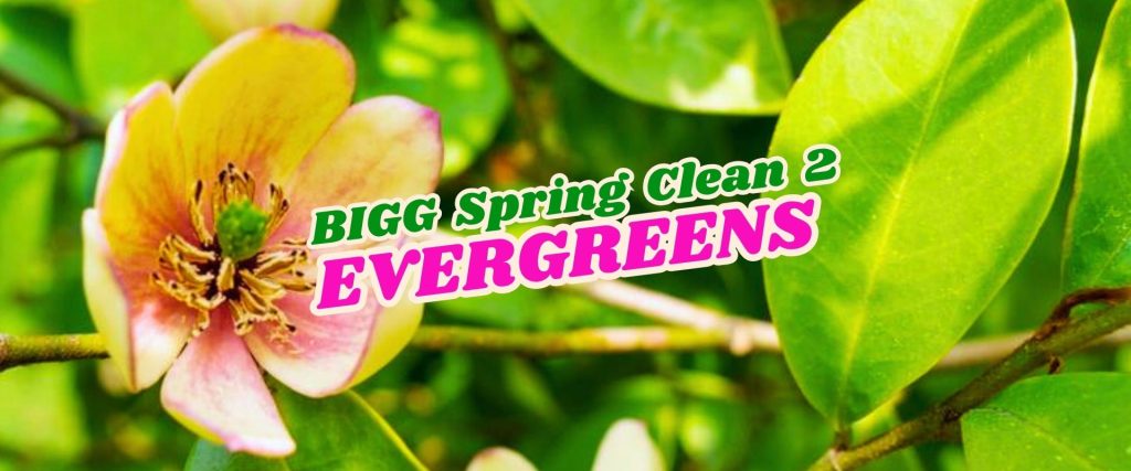 Close-up of a blooming flower and green leaves with the text "BIGG Spring Clean 2 EVERGREENS Flash Sale" in bold green and pink letters overlaid.