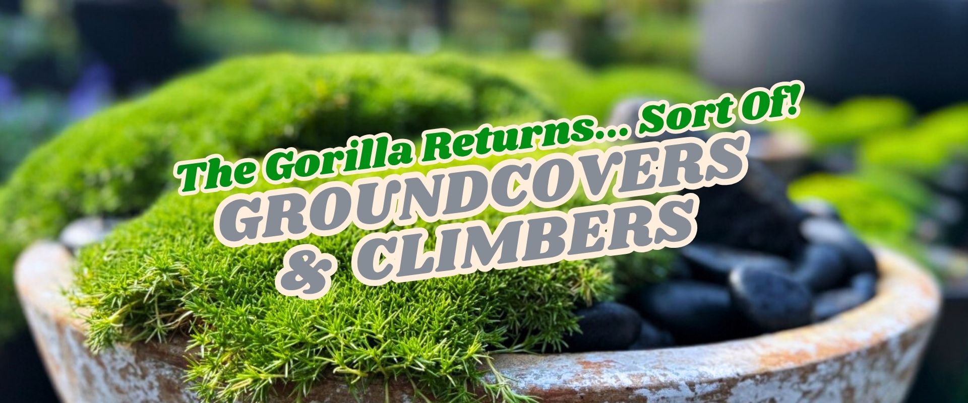 A close-up of a ceramic pot with green groundcover plants and black stones, overlaid with bold text: "The Gorilla Returns... Sort Of! Groundcovers & Climbers Flash Sale.