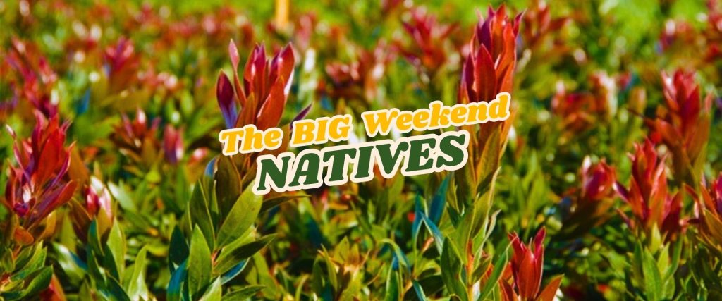 Field of native plants with red and green foliage, overlaid with the text "The BIG Weekend NATIVES Flash Sale" in bold yellow and green typefaces.