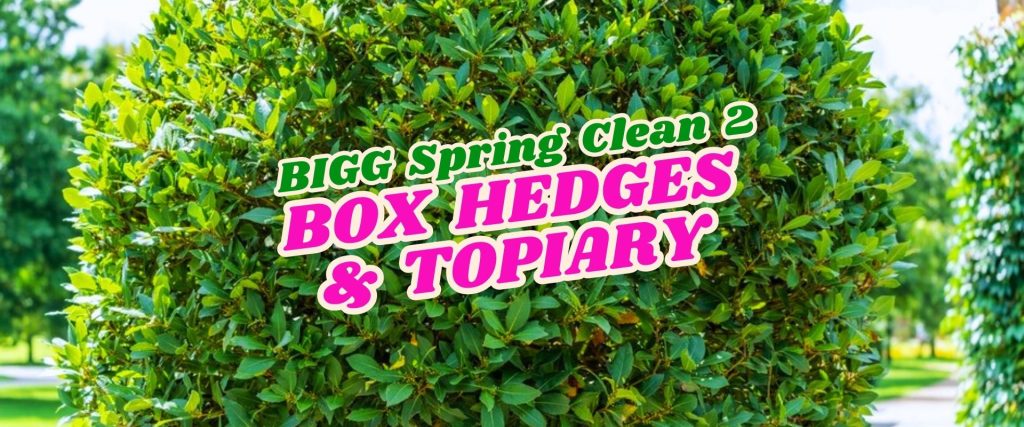 A neatly trimmed round hedge with the text “BIGG Spring Clean Flash Sale 2 BOX HEDGES & TOPIARY” in bold green and pink letters.
