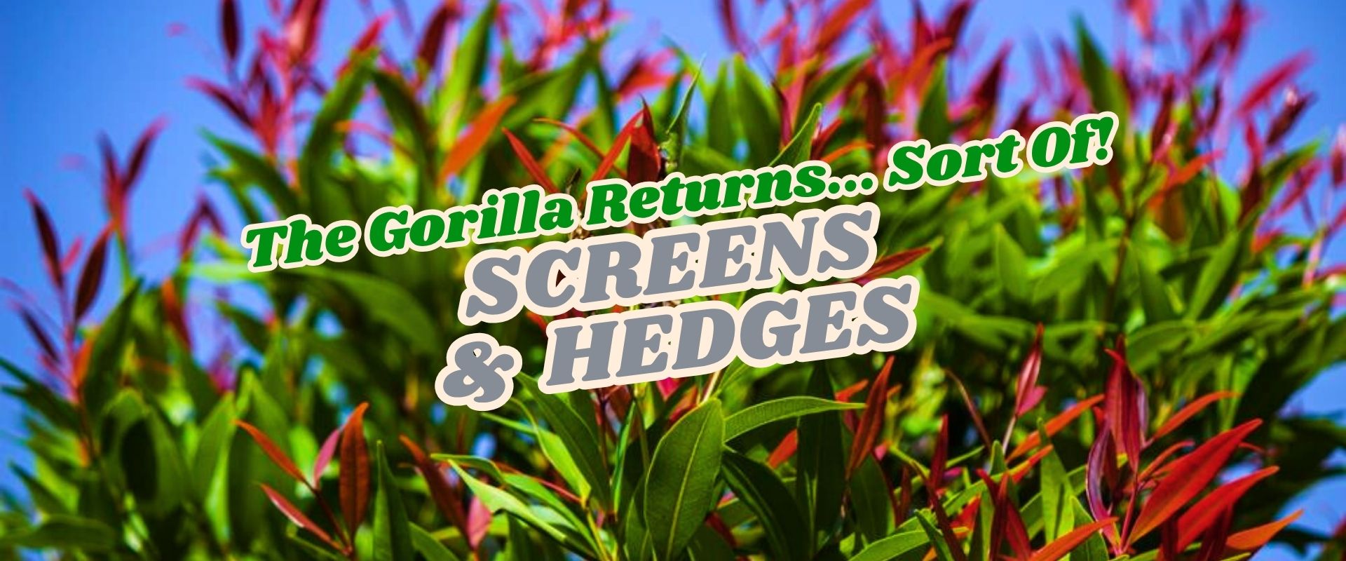 Green and red leafy hedge against a blue sky with overlaid text reading "The Gorilla Returns... Sort Of! SCREENS & HEDGES Flash Sale".