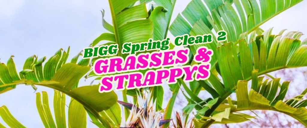 Large green strappy leaves with the text "BIGG Spring Clean 2 GRASSES & STRAPPYS – Flash Sale" in bold letters across the image.