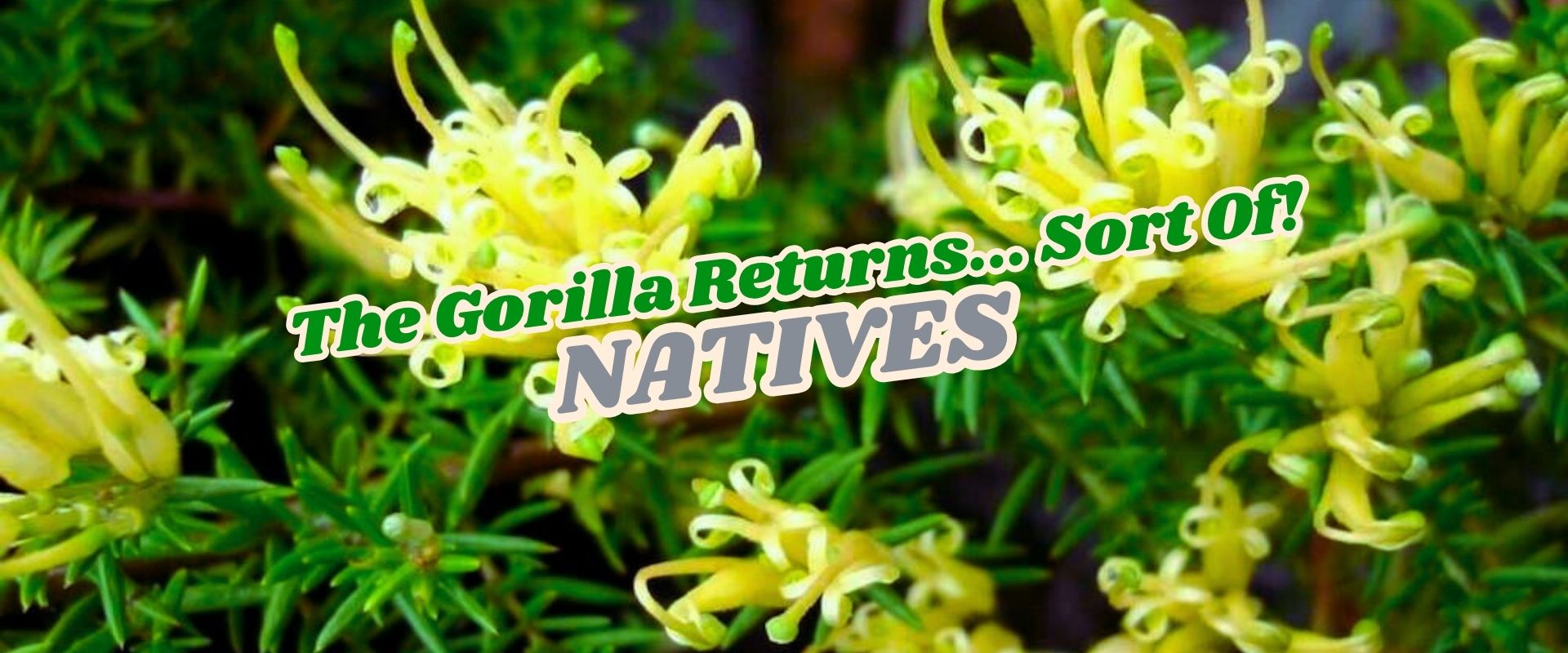 Close-up of yellow native Australian flowers with green foliage; overlaid text reads "The Gorilla Returns... Sort Of! NATIVES" in bold and stylised fonts, highlighting an exclusive Flash Sale event.