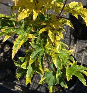 A plant with green leaves showing irregular yellow mottling and some curling, growing in a black plastic pot on a metal grid surface.