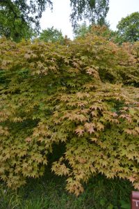 An Acer 'Osakazuki' Japanese Maple in a 6" pot displays lush green and reddish foliage, set outdoors with grass and trees in the background.