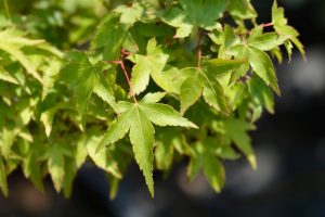Close-up of green, serrated Acer leaves from the Acer 'Murasaki Kiyohime' Japanese Maple 6" Pot, their pointed tips highlighted by sunlight against a softly blurred background.
