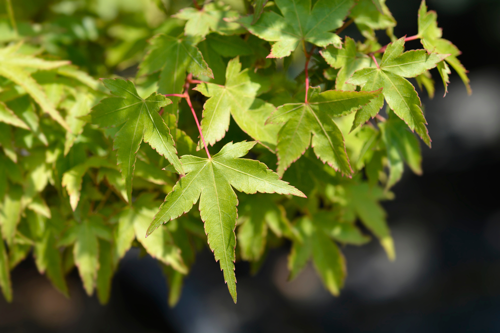 Close-up of green, serrated Acer leaves from the Acer 'Murasaki Kiyohime' Japanese Maple 6" Pot, their pointed tips highlighted by sunlight against a softly blurred background.
