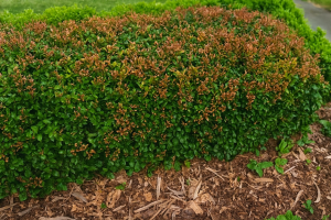 A green shrub with brown, dying leaves on top, surrounded by mulch and grass.