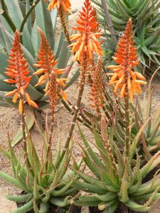 Cluster of aloe plants with spiky green leaves and tall stalks topped with orange tubular flowers, growing in sandy soil.