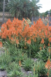 Clusters of aloe plants with tall stems bearing orange flowers grow in a landscaped garden, with palm trees and a fence in the background.