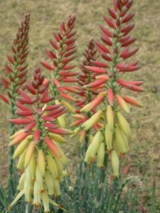 Aloe 'Echidna™' features tall clusters of tubular yellow and orange flowers with green stems in a 15cm pot, set against a grassy background—perfect for brightening up your space.