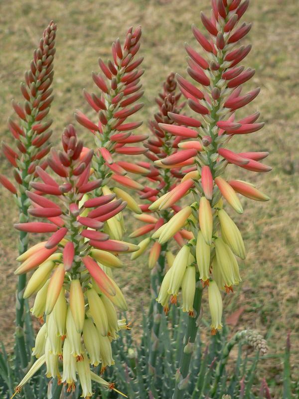 Aloe 'Echidna™' features tall clusters of tubular yellow and orange flowers with green stems in a 15cm pot, set against a grassy background—perfect for brightening up your space.