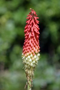 A single red-hot poker flower with red and yellow tubular blooms stands upright against a blurred green background.