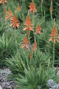 Cluster of aloe vera plants with spiky green leaves and tall stems topped with orange tubular flowers.