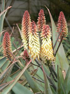 Close-up of several aloe vera flower stalks with tall clusters of yellow and orange tubular flowers, surrounded by spiky green leaves.