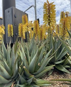 A cluster of aloe plants with tall yellow flower spikes grows next to a metal pole and gravel ground under a partly cloudy sky.
