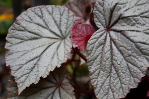 Close-up of Begonia rex 'Silver' in a 5" pot, featuring textured, heart-shaped leaves with silvery white tops, reddish edges, and undersides.