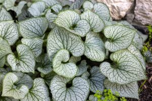 Brunnera 'Jack Frost' 15cm Pot features heart-shaped, silver leaves with striking dark green veins. It thrives in soil beside light stone or concrete edges and arrives beautifully potted in a 15cm container.