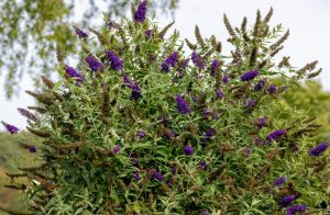 Bush with clusters of elongated purple flowers and green leaves, outdoors with blurred trees in the background.