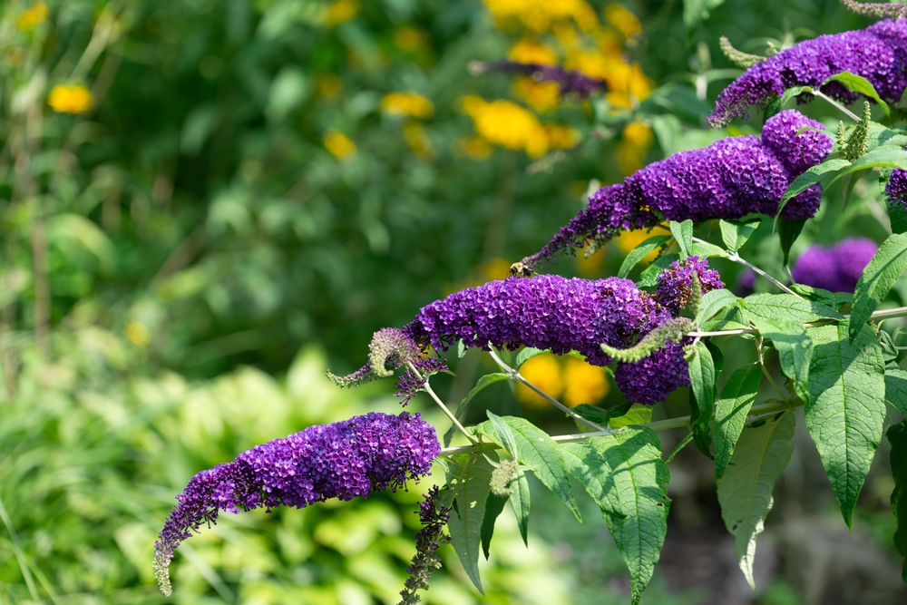 Several stems of purple buddleia flowers bloom with green leaves, set against a blurred background of yellow and green foliage.