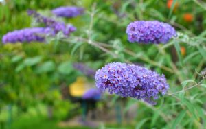 Close-up of purple butterfly bush flowers with green foliage and blurred background.