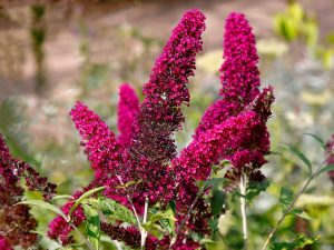 Clusters of bright magenta flowers grow upright on green stems, surrounded by leaves, with a blurred garden background.