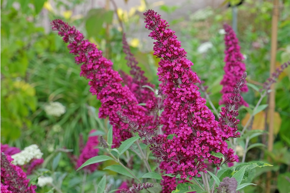Bright magenta buddleia flowers in full bloom with green foliage in the background.
