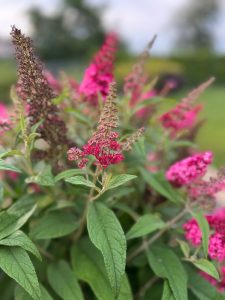 Close-up of vibrant pink flower clusters and green leaves outdoors, with a blurred background of greenery and sky.