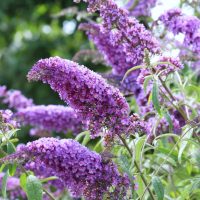 Clusters of purple buddleia flowers in bloom, surrounded by green leaves and blurred foliage in the background.
