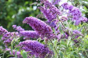 Clusters of purple buddleia flowers in bloom, surrounded by green leaves and blurred foliage in the background.