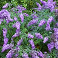 Bush with numerous clusters of small, purple flowers and green leaves, growing outdoors in a garden setting.