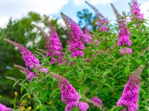 Clusters of vibrant purple flowers grow on green leafy stems outdoors, with trees and a partly cloudy sky in the background.