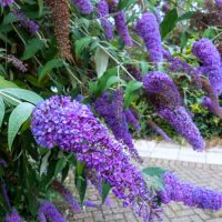 Clusters of purple buddleia flowers hang from green leafy branches near a paved footpath.