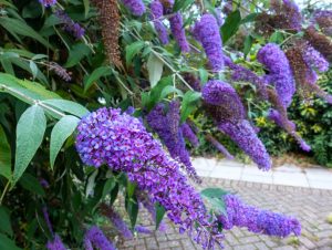 Clusters of purple buddleia flowers hang from green leafy branches near a paved footpath.