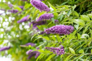 Close-up of several blooming purple buddleia flowers with green leaves, set against a blurred background of foliage.