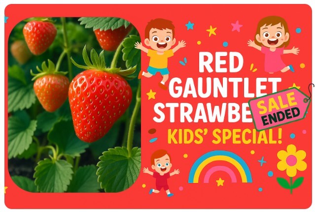 Close-up of ripe Red Gauntlet Strawberry plants, with a colourful advert reading "Red Gauntlet Strawberries Kids' Special! Sale Ended," surrounded by cartoon children, flowers, and a rainbow.