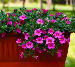 A Calibrachoa 'Hot Pink' 6" Pot blooms in a rectangular brown planter outdoors, with green grass and trees in the background.