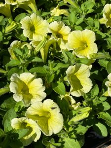 Pale yellow petunias in full bloom with green foliage, pictured in bright sunlight. A small black insect rests on one of the petals.