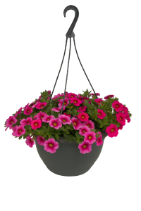 A 10" Calibrachoa 'Mix Juliet' hanging basket overflowing with blooming pink petunias and vibrant Calibrachoa, isolated on a white background.