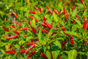 Close-up of the Chilli Pepper 5" Pot, featuring a healthy plant with many red chilli peppers nestled among bright green leaves.