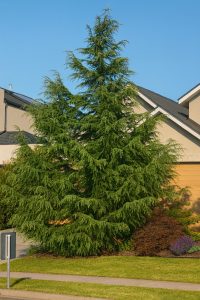 A tall evergreen tree with dense foliage stands in a landscaped front garden in front of a modern house under a clear blue sky.