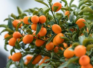 A kumquat tree with clusters of small, oval-shaped orange fruits and green leaves.