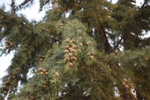 Close-up view of cypress tree branches with clusters of round brown cones and green needle-like leaves.
