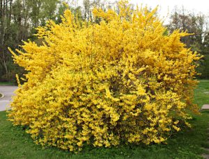 Forsythia 'Beatrix Farrand' in an 8" pot, featuring dense clusters of bright yellow flowers on a leafy shrub. Set on grass with trees and pavement in the background.