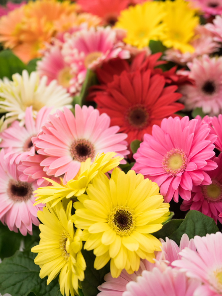 A close-up of vibrant Gerbera 'Assorted' blooms in a 15cm pot, showcasing yellow, pink, red, and white flowers with lush green leaves. Now available in the Growers Flash Sale!.