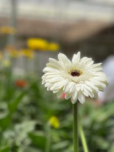 A single white gerbera daisy in sharp focus stands against a blurred green background with hints of yellow and orange flowers.