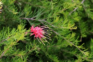 A single pink grevillea flower with long, thin petals grows among dense green needle-like foliage.