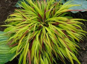 A Hakonechloa 'Macra Sunflare' Forest Grass in a 15cm pot displays long, narrow, arching yellow-green leaves with hints of red and thrives in garden soil.