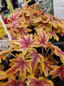 Close-up of several Heuchera plant leaves with yellow edges and reddish-purple veins, growing densely in pots with informational labels visible in the background.