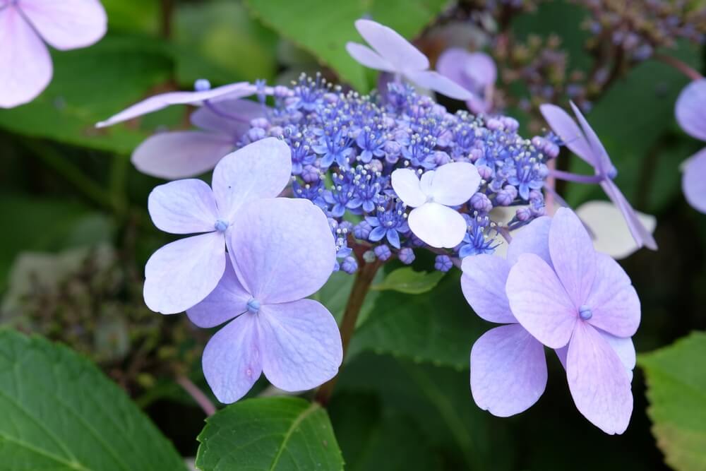 Clusters of light purple and blue hydrangea blooms, with Hydrangea 'Trail Blazer™ White' 8" Pot, framed by lush green foliage.